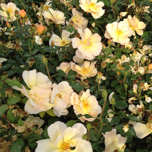 Yellow - ground cover rose